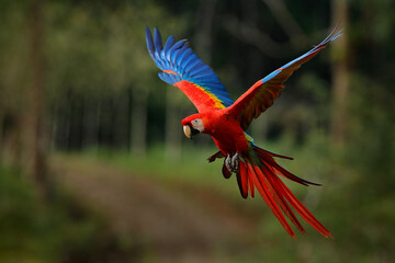 Wall Mural - Macaw parrot flying in dark green vegetation with beautiful back light and rain. Scarlet Macaw, Ara macao, in tropical forest, Costa Rica. Wildlife scene from tropical nature. Red in forest.