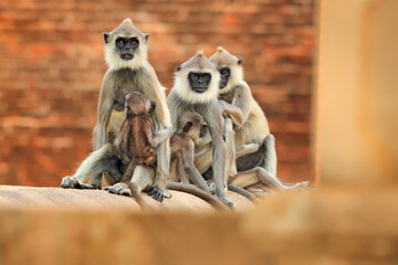 Wall Mural - wildlife of sri lanka. common langur, semnopithecus entellus, monkey on the orange brick building, u