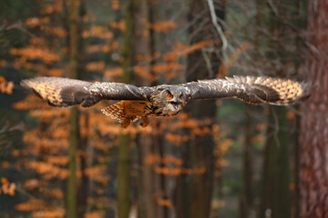 Wall Mural - Eurasian Eagle Owl, Bubo bubo, with open wings in flight, forest habitat in background, orange autumn trees. Wildlife scene from nature forest, Russia. Bird in fly, owl behaviour.