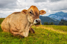 Typical Swiss Cow On An Alpine Pasture In The Swiss Alps During A Hike