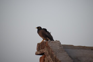 The common Myna OR Indian Myna - Member of the sturnidae family and is native to Asia.