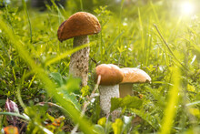 Three Mushrooms Grow Side By Side In The Green Grass, The Sun Is Shining