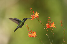 Talamanca Hummingbird Is Flying Feeding Nectar From Orange Flower