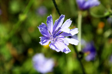 Wall Mural - Cichorium intybus