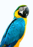 Fototapeta Zwierzęta - blue and yellow parrot macaw ara ararauna isolated on white background