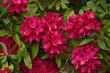 	
Rhododendron Blüten im Frühjahr	
