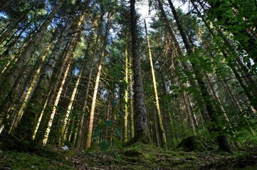 Sticker - Forêt de sapins en montagne.