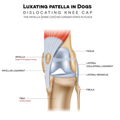 Wall Mural - Luxating patella in dogs