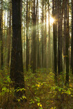 Fototapeta Las - Sun rays breaking through trees in a pine forest. Autumn. Dawn.