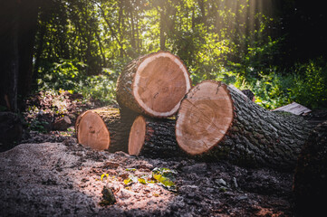 Wall Mural - Log trunks pile, the logging timber forest wood industry. Banner or panorama of wood trunks timber harvesting in forest. Wood cutting in forest.