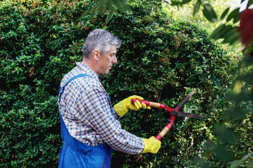 Man  middle aged  trimming Hedge In Garden