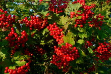 Red Viburnum Branch At A Countryside. Viburnum (viburnum Opulus) Berries And Leaves Outdoor In Summer. Close-up