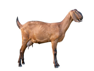 Anglo-Nubian Goat female Isolated on white background.