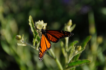 A large orange monarch butterfly feeding on milkweed