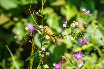 Sticker - bee on a flower