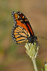 A large orange monarch butterfly feeding on milkweed