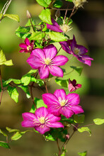Pink Clematis On A Green Background. Summer Flowers.