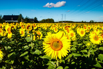 Field of blooming sunflowers on a background of blue sky and power line