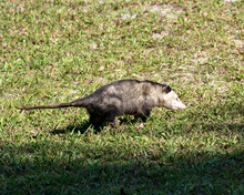 Opossum Animal Stock Photos.  Opossum Close-up Profile View Foraging In The Field Displaying Grey Fur, Body, Head, Eye, Pink Nose, Tail, Feet, In Its Environment And Habitat.