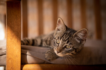 Wall Mural - cute little European house cat lies comfortably on an armchair