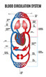 Human circulatory system. Diagram of circulatory system with main parts labeled. Vector illustration of great and small circles of blood circulation in flat style. Eps 10