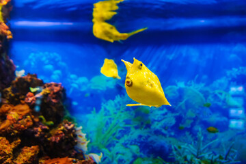 Wall Mural - yellow longhorn cowfish fish swims in blue water in an aquarium