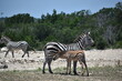 baby zebra nursing on mother zebra