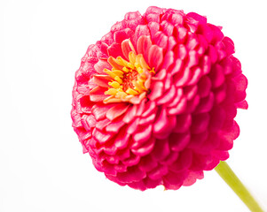 Purple pink magenta zinnia flower isolated against a white background