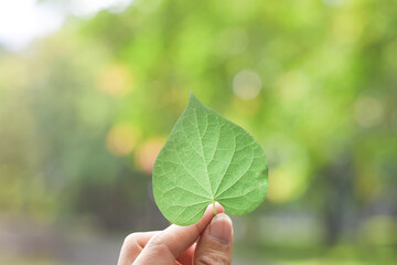 Wall Mural - Hand holding a green leaf over green nature background.