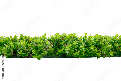Fotografía tropical plant bush tree