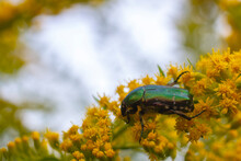 Cetonia Aurata, The Green Rose Chafer On A Yellow Flower Close-up