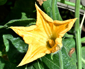 Pumpkin has yellow flowers, grown in a sufficiency agricultural garden. 