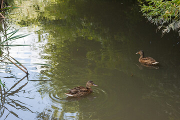 Young wild duck on the river