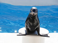 Smiley Sea Lion Show In Aquarium Chiba Japan