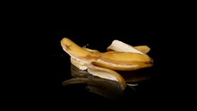 Bio Organic Banana Waste Peels Dropping