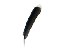 Blue Jay Feather With Black, Blue And White Color Isolated On White Background, Close Up, With Copy Space