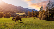 Wonderful View On Countryside In Alps With Cows On Highmountain Pasture. Stunning Nature Sceneri In Summer. Amazing Rural Landscape With Mountains And Perfect Sky. Summer Mountain Scenery.