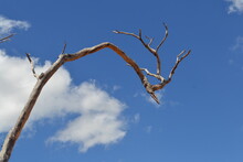 Dead Tree Against Blue Sky
