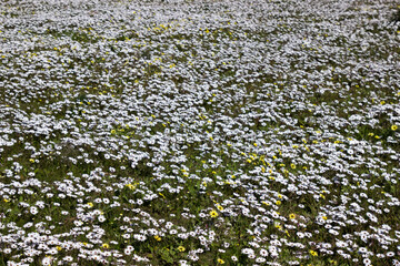 Wall Mural - field of white wild daisies