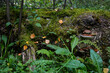 © Andrey Vlasov - Mushrooms growing among moss on a fallen tree near Lake Svetloyar in Nizhny Novgorod region, Russia