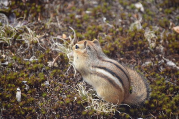 Wall Mural - Chipmunk