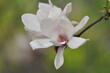spring, magnolia tree, flower