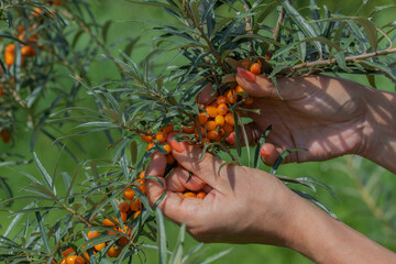 A branch with ripe orange berries of sea-buckthorn in a rural garden. A man`s hand holds a bunch of berries. 