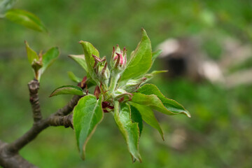 The beginning of Apple blossom, Bud is born, spring has come to the garden