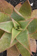 succulent called Echeveria agavoides Rubella top view