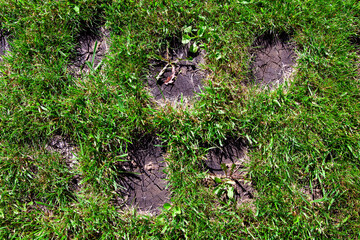 a path made of round pieces of wooden logs in the middle of a green summer lawn made of grass