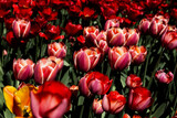 Fototapeta Tulipany - tulips flower, many flowering tulips on a flower bed Can be used for display or montage your production. Presentation of advertising ideas.