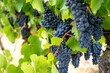 Ripe dark Muscat grapes with leaves background. Selective focus. Close-up