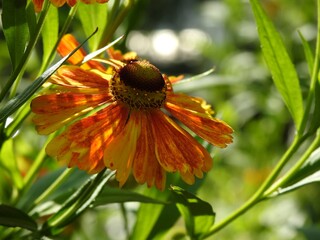 autumn aster flowers in the sun close up