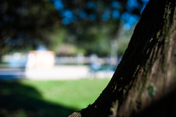 Tree trunk with green background.